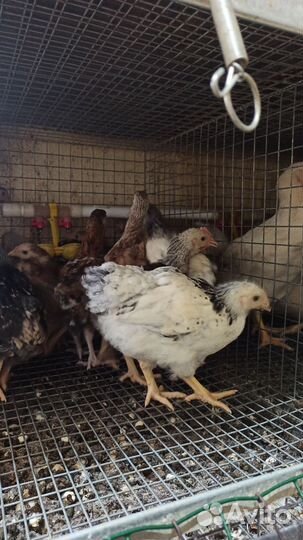 Куры доминант