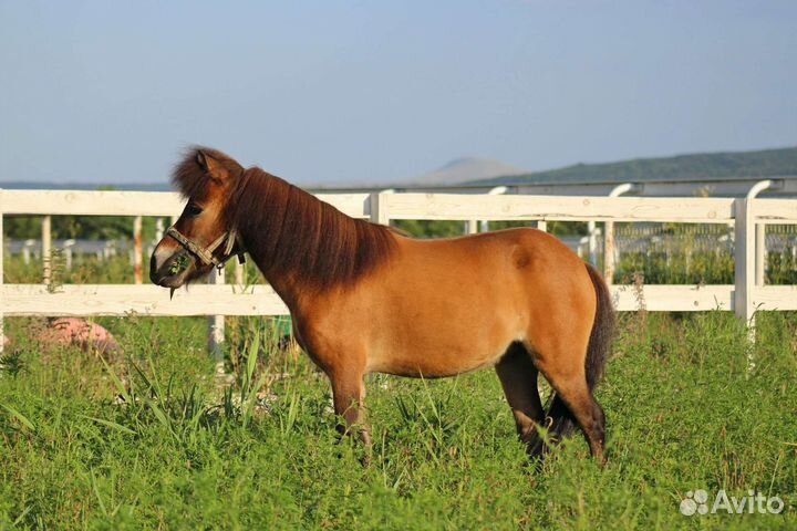Пони: кобылы и жеребята шетлендские