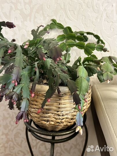 Декабрист шлюмбергера