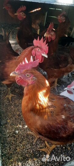 Петушки Ред Бро