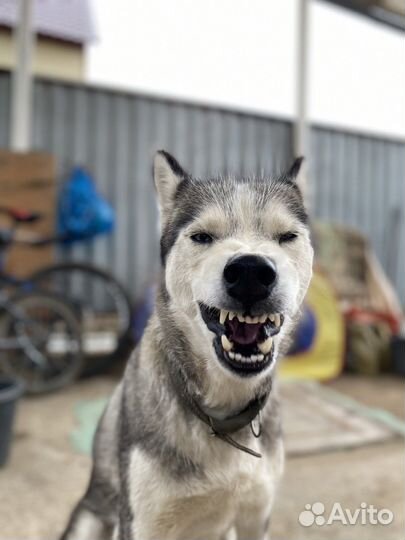 Собака в добрые руки хаски