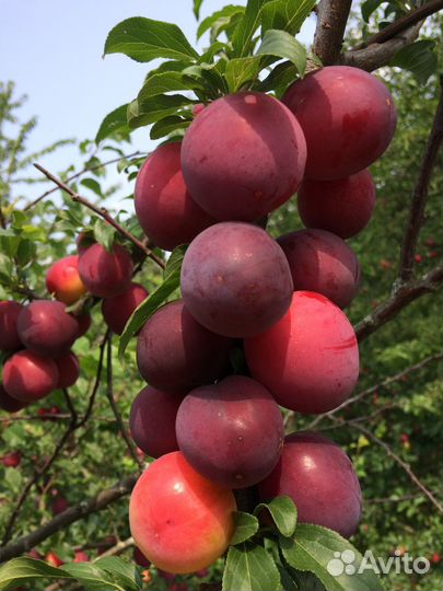 Саженцы от питомника 