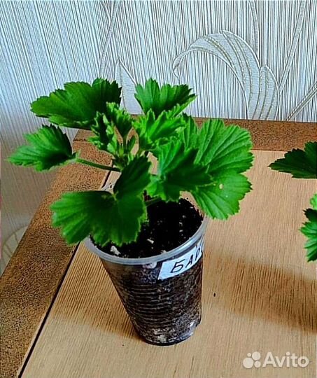 Королевская Пеларгония и Бугенвиллии Укорененные