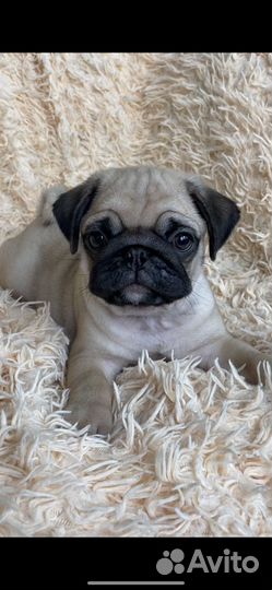 Щенки мопса