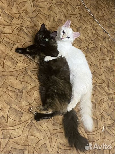 Кошки в добрые руки бесплатно