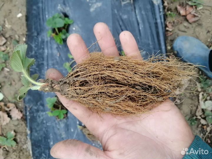 Рассада клубники джоли