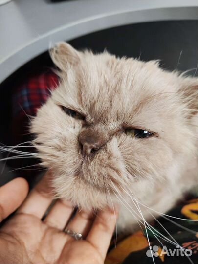 Персидский кот