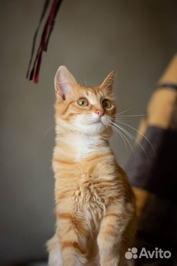 Рыжий котенок девочка