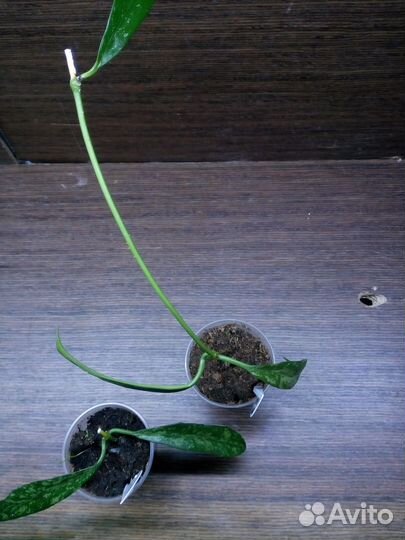 Хойи черенки