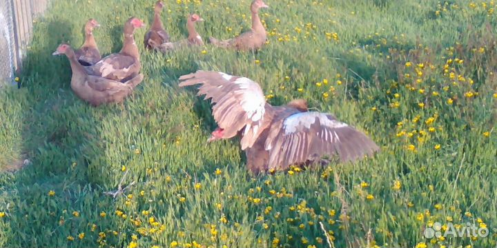 Индоутки мускусные красный бык