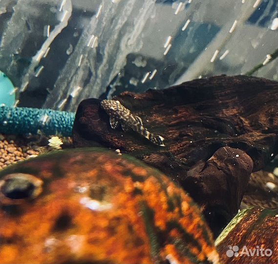 Сомики анциструсы