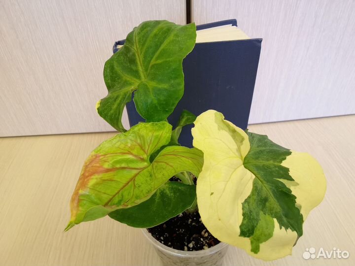 Сингониум Орм Тонг вар, Клубничный лёд galaxy