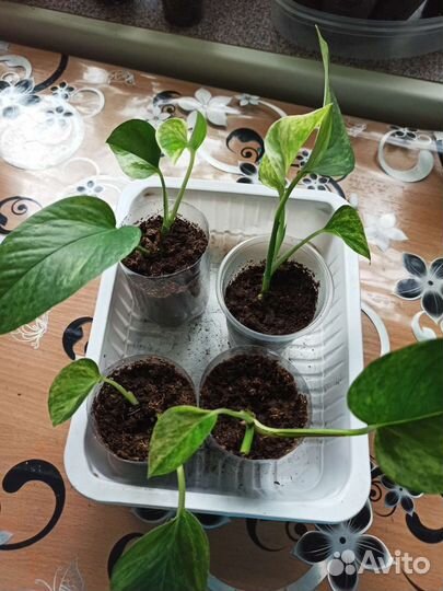 Сциндапсус