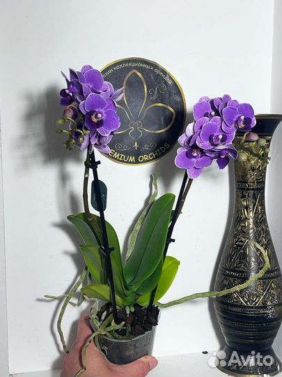 Орхидея фаленопсис Violet Queen