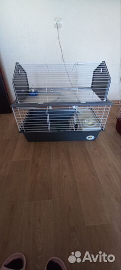 Декоративные кролики