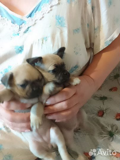 Продаются щенки мопсы