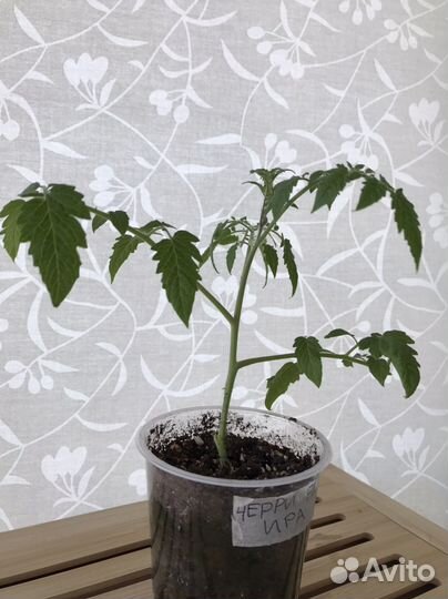 Рассада помидор черри Ира F1 высокорослые