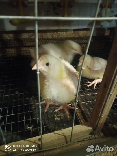 Цыплята бройлеры кобб 500