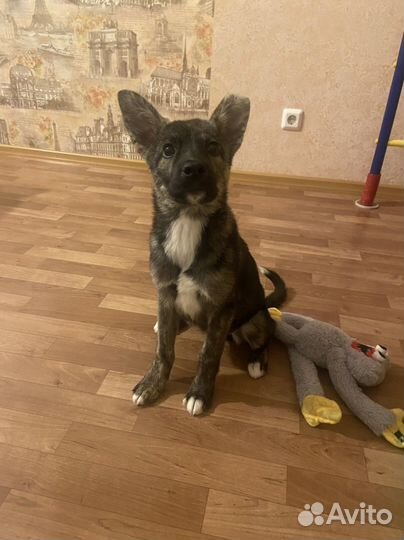 Щенок