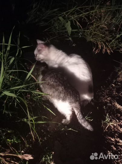 Отдам бесплатно