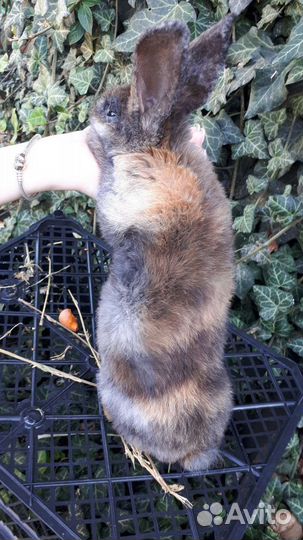 Чистопородные кролики 