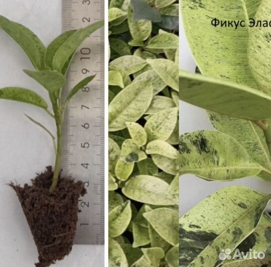 Комнатные растения