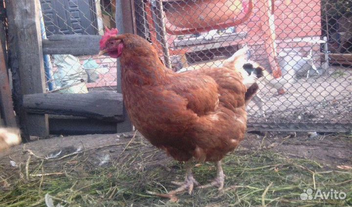 Куры несушки Белые