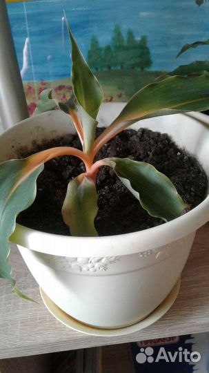 Хлорофитум оранж