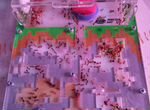 Муравьиная Ферма с муравьями