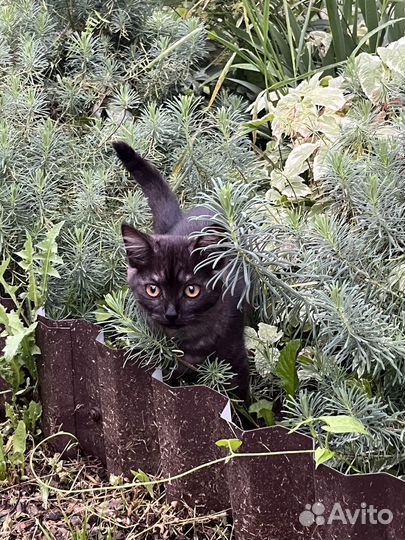 Кошки бесплатно