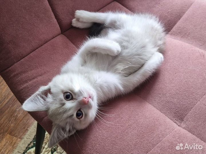 Котенок-девочка Мыша в хорошие руки