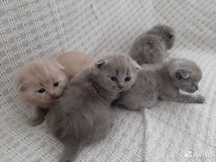 Котик на вязку