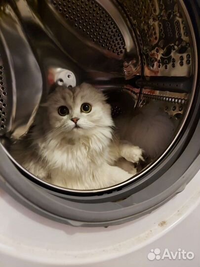 Шотландская вислоухая