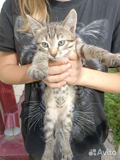 Кошки в добрые руки бесплатно