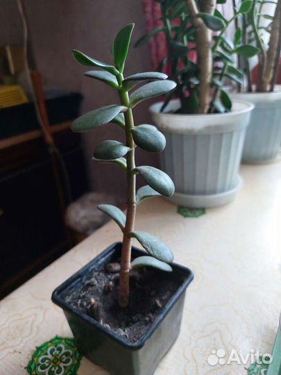 Цветы домашние продам
