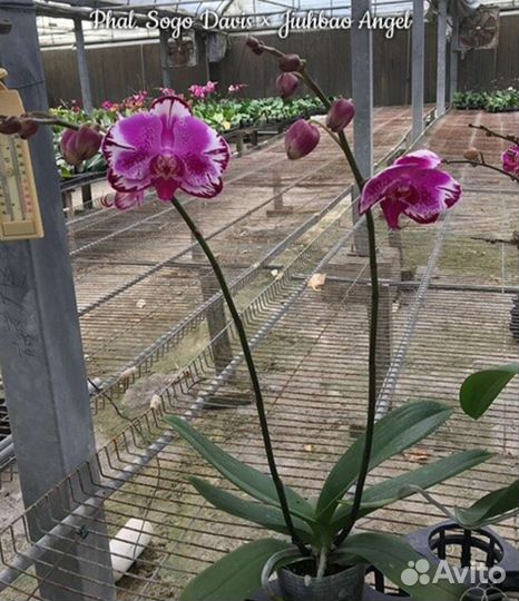 Орхидея фаленопсис
