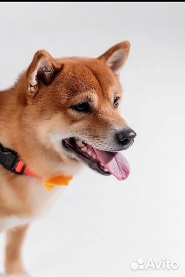 Сиба ину вязка