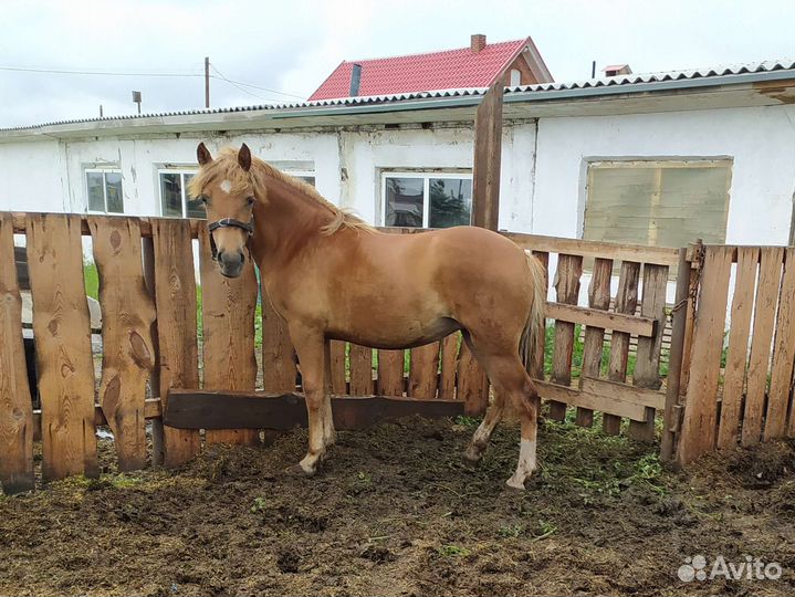 Кобылка. Тяжеловоз