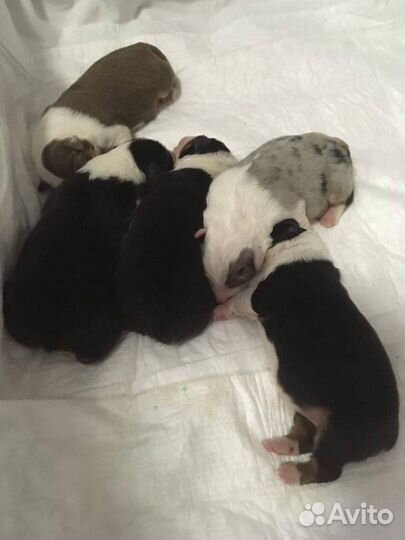 Инструктор по вязке собак