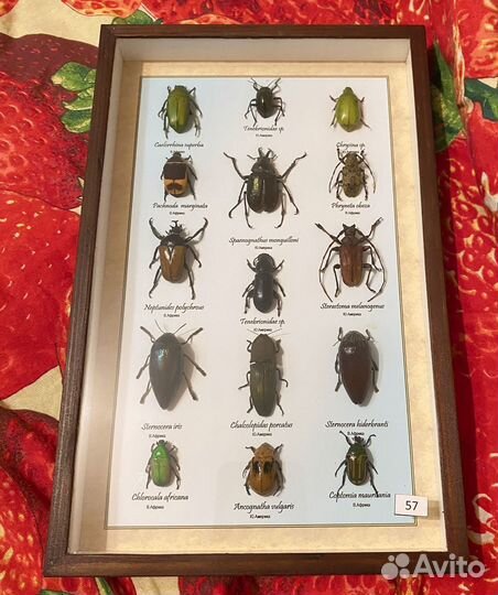 Насекомые жуки бабочки в коробках часть 2