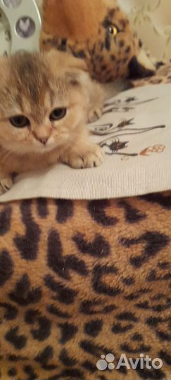 Шотландская золотая шиншилла