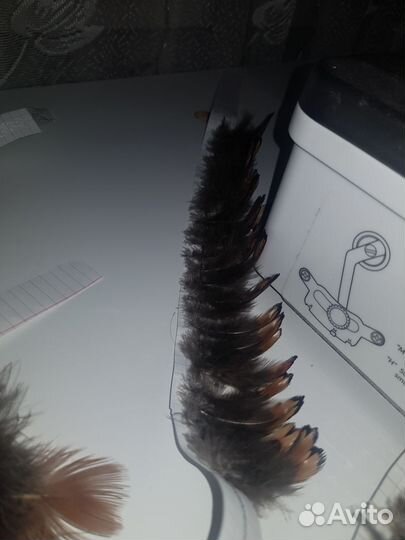 Перья фазана