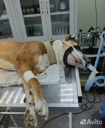 Ветеринарный врач. Ветеринар на дом круглосуточно