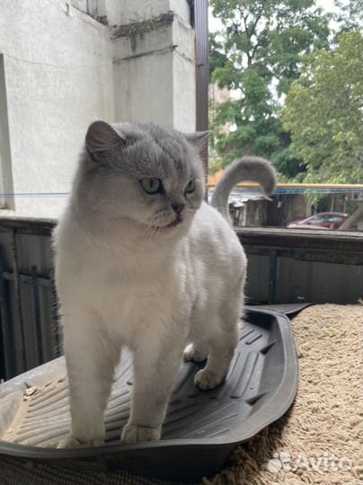 Кот в добрые руки