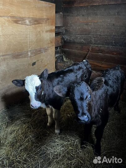 Продам телят быки и телки