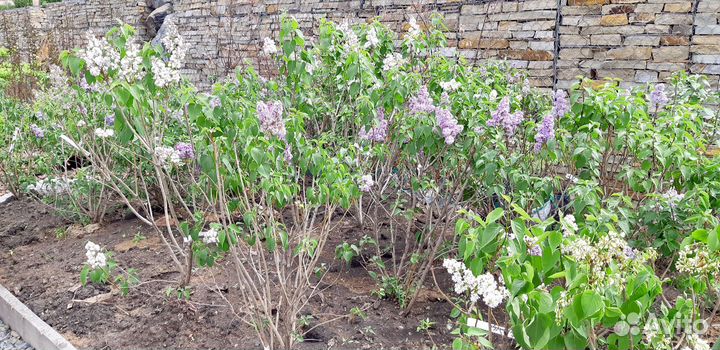 Саженцы сирени- Сирень обыкновенная