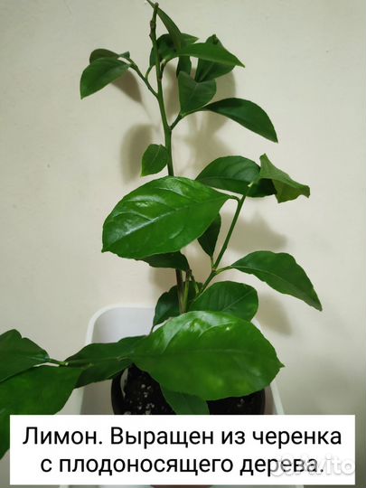 Плодовые растения для дома