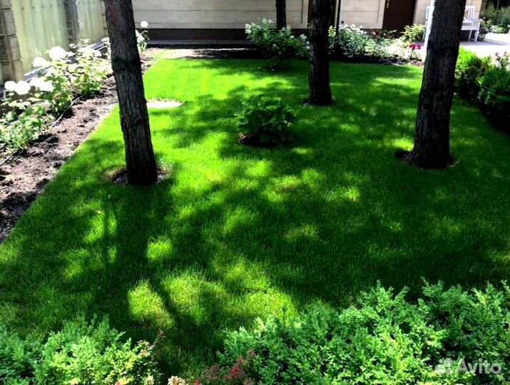 Рулонный газон