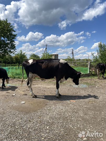 Коровы дойные молочные голштинской породы