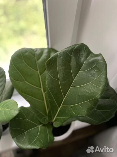 Фикус лирата колумнарис